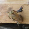 Abelha tetragonisca angustula fiebrigii, jatí, yatei, yatai, yateí, jateí, abelha ouro, jataí do sul, jatai