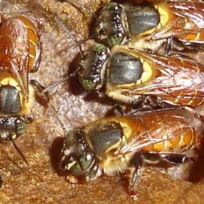 melipona rufis