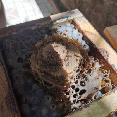 tetragonisca angustula fiebrigii, jatí, yatei, yatai, yateí, jateí, abelhas ouro, jataí do sul