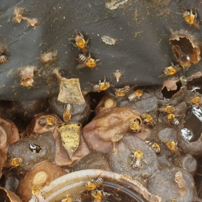 melipona scutellaris