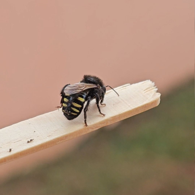 melipona quadrifasciata anthidioides, Mandaçaia MQA, mandaçaia, mandassaia, amanaçaí, amanaçaia, manaçaia, mandaçaia grande, uruçu