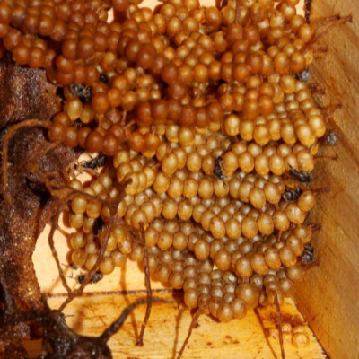 friesella schrottkyi, mirim preguiça, lambe suor, abelha mosquito