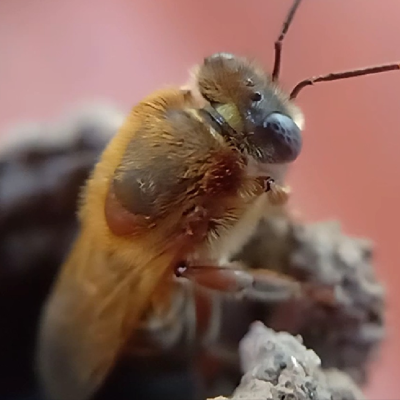 melipona quinquefasciata