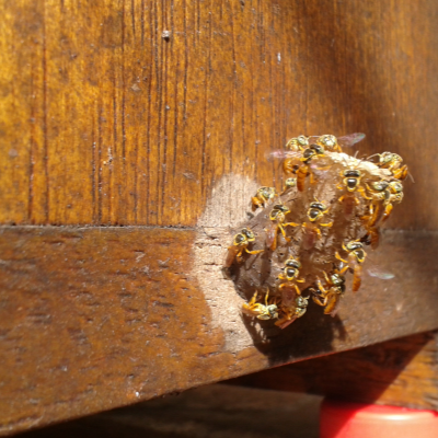 tetragonisca angustula fiebrigii, jatí, yatei, yatai, yateí, jateí, abelhas ouro, jataí do sul