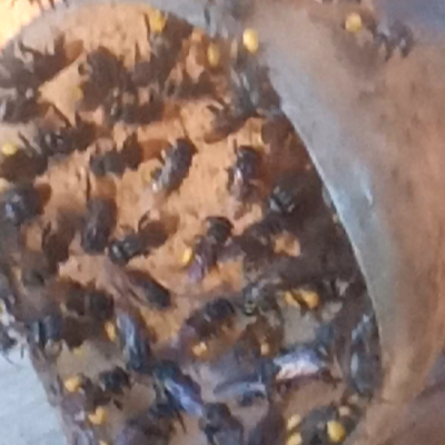 scaptotrigona xanthotricha, mandaguari amarela, trompeta, mandaguari amarelo, tujumirim, mandagoari, abelha fedente