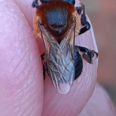 melipona subnitida