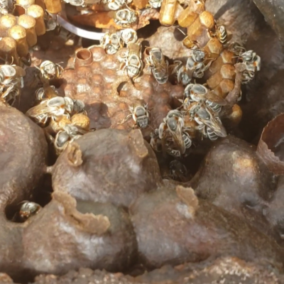 melipona fasciculata