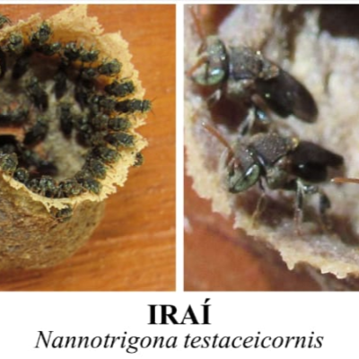 nannotrigona testaceicornis, iraí