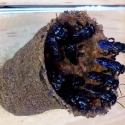 scaptotrigona bipunctata