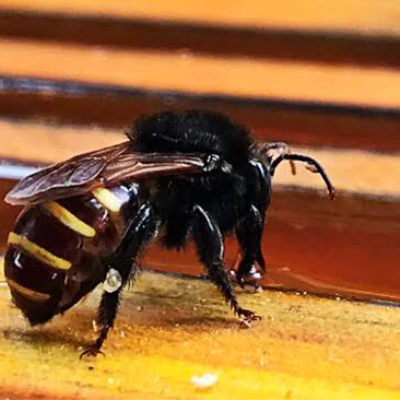 melipona quadrifasciata