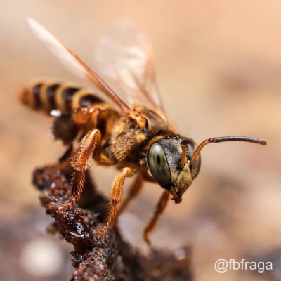 tetragona clavipes