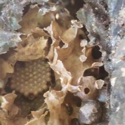melipona quadrifasciata quadrifasciata