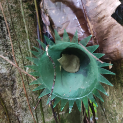 tetragonisca angustula fiebrigii, jatí, yatei, yatai, yateí, jateí, abelhas ouro, jataí do sul, jatai