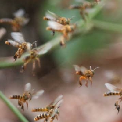 tetragona clavipes, borá, vorá, vamos embora, voraz, i kàikà