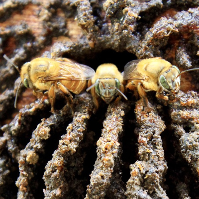 melipona mondury, mondury, bugia, tujuba, uruçu amarela